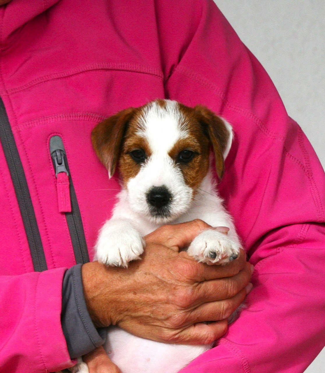 Male 2 brocken. Lovely-Orange питомник джек рассел терьеров