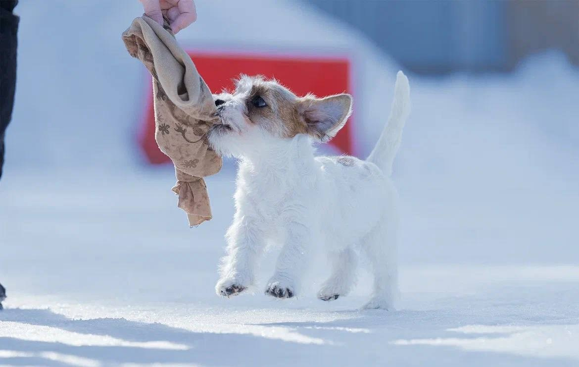 Сука 3. Lovely-Orange питомник джек рассел терьеров