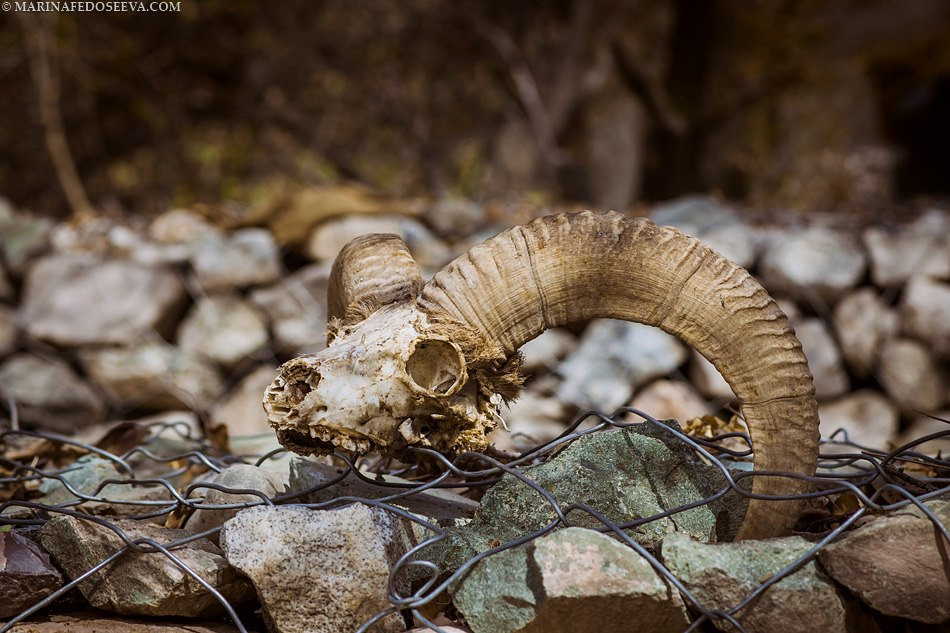 Tibet, Ladakh, Leh, 2012. Marina Kanygina (Fedoseeva) photography