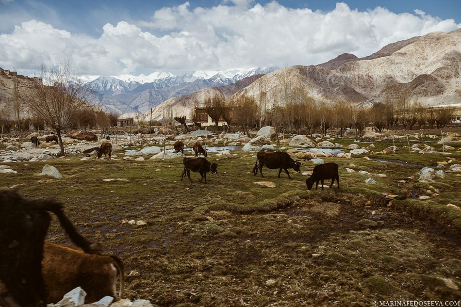 Tibet, Ladakh, Leh, 2012. Marina Kanygina (Fedoseeva) photography