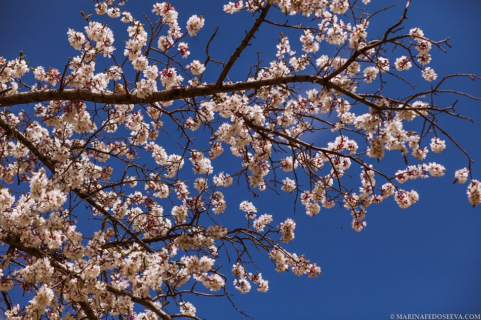 Tibet, Ladakh, Leh, 2012. Marina Kanygina (Fedoseeva) photography