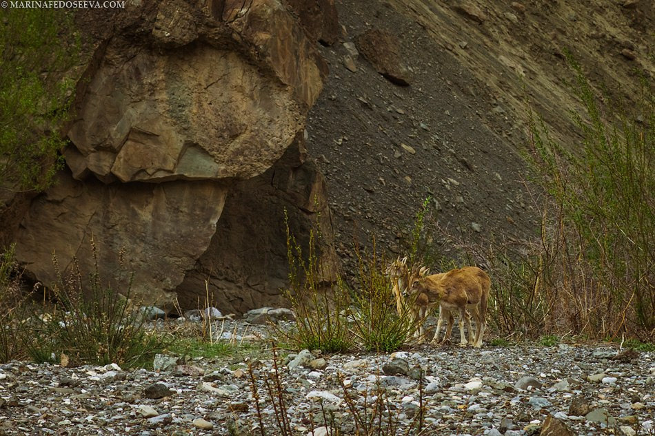 Tibet, Ladakh, Leh, 2012. Marina Kanygina (Fedoseeva) photography