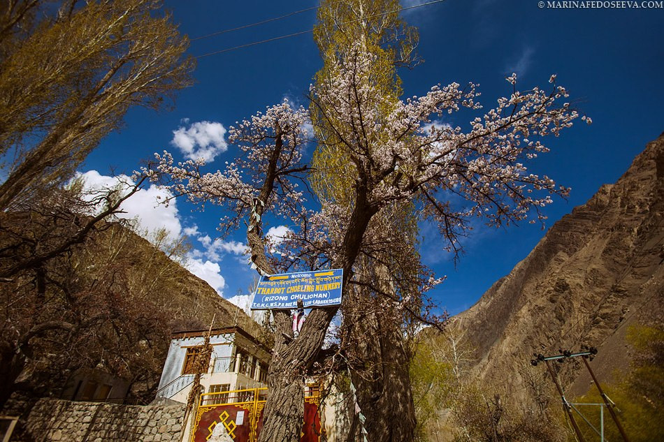 Tibet, Ladakh, Leh, 2012. Marina Kanygina (Fedoseeva) photography