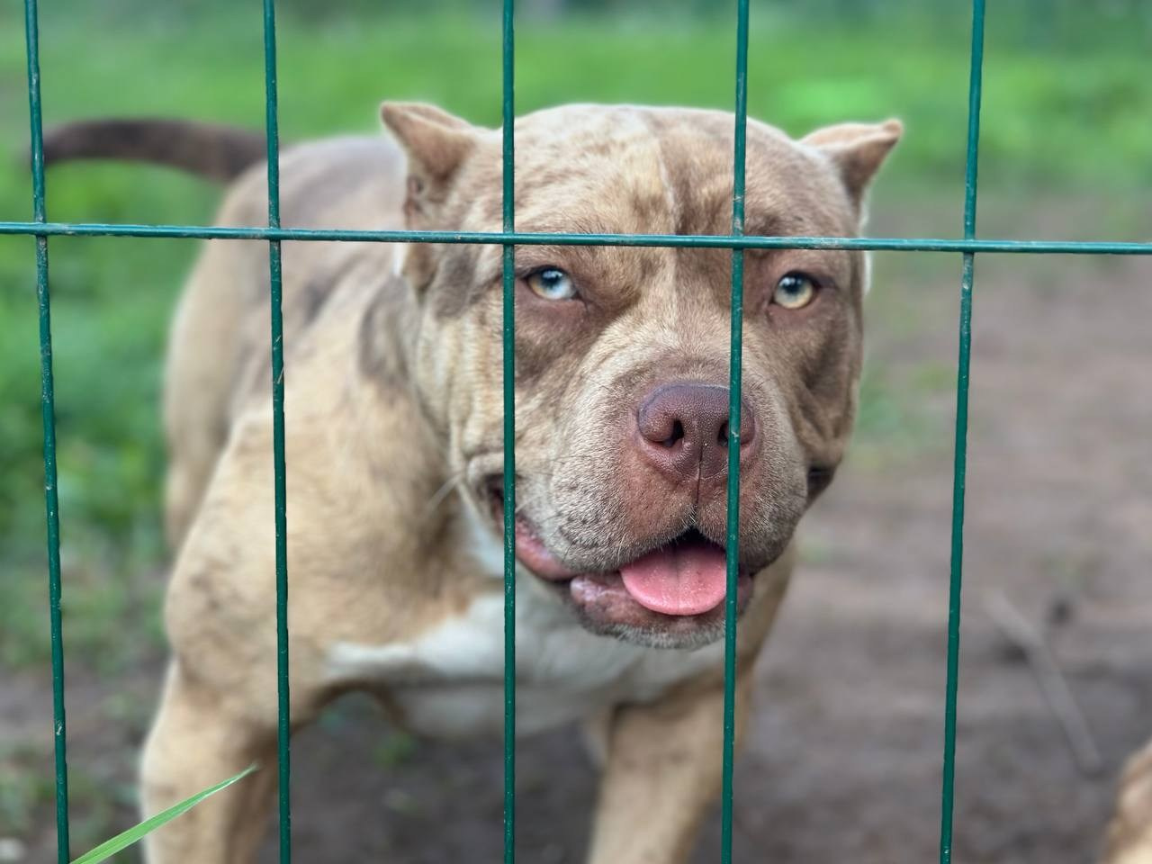 Sunshine Girl. Питомник американских булли Bounty Pride Bully