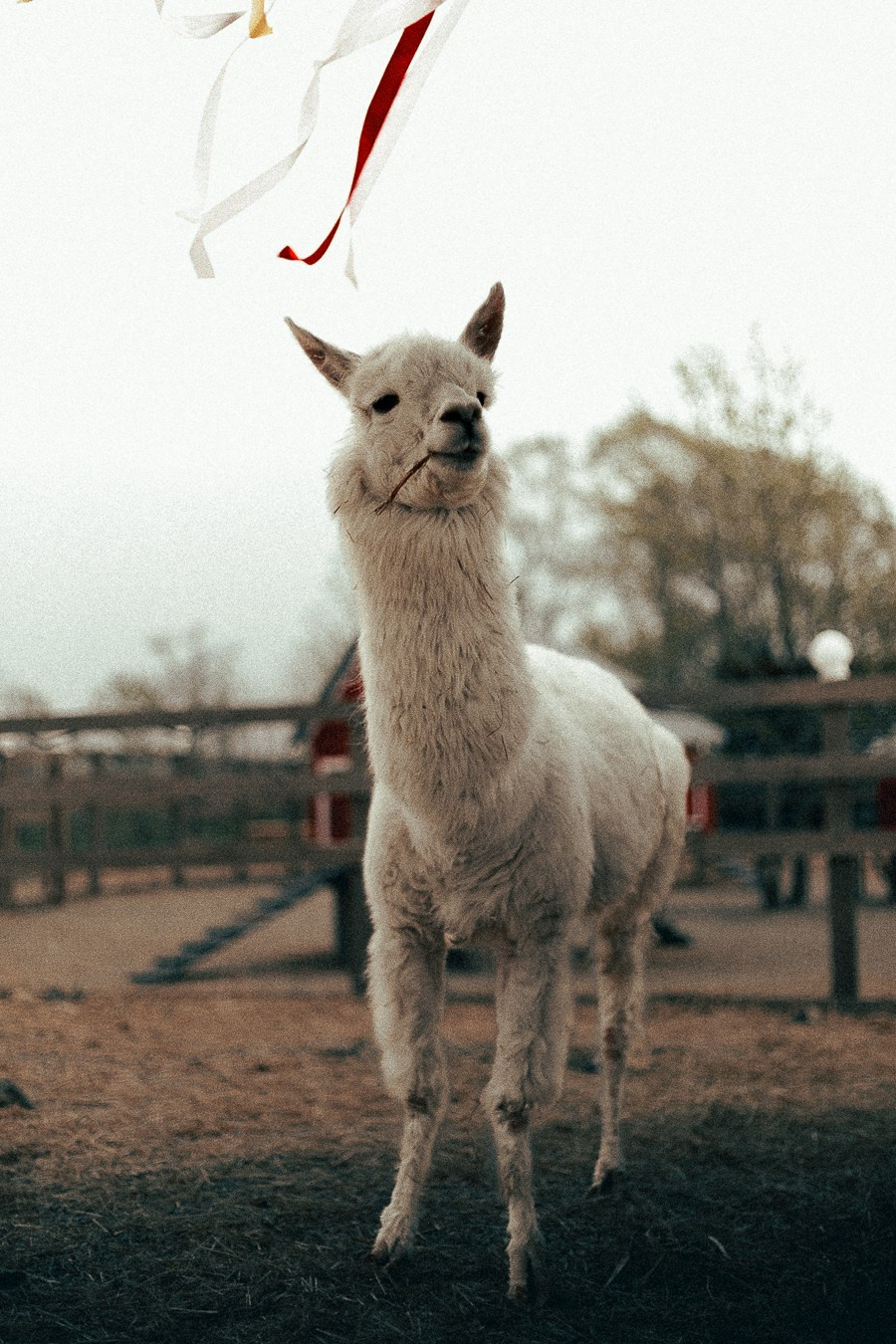 Ферма Альпак Владивосток. Oskar Dallas — professional photographer in Moscow
