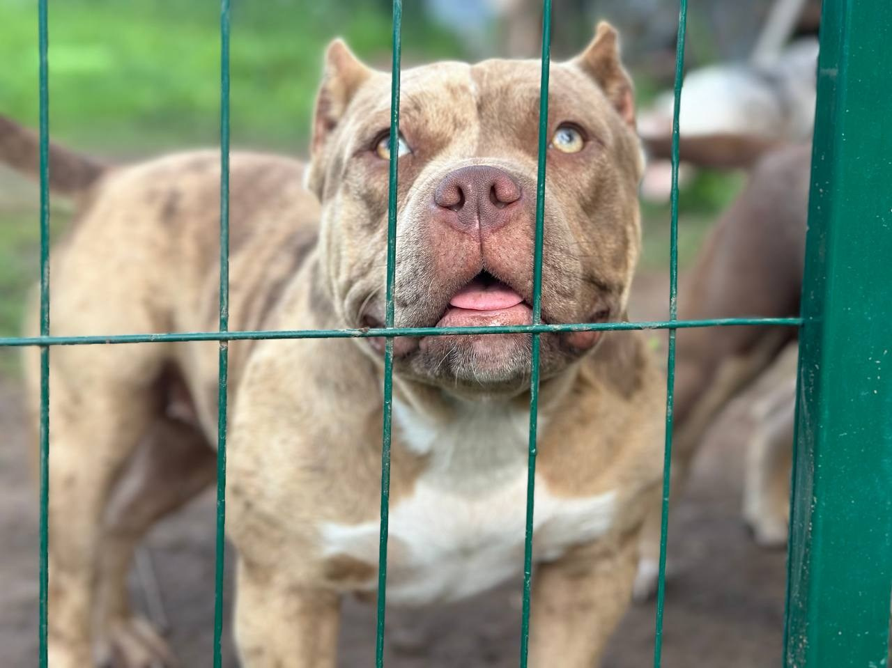 Sunshine Girl. Питомник американских булли Bounty Pride Bully