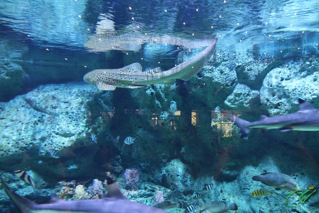 Тайланд. Пхукет 2013. Улица, люди, жизнь…