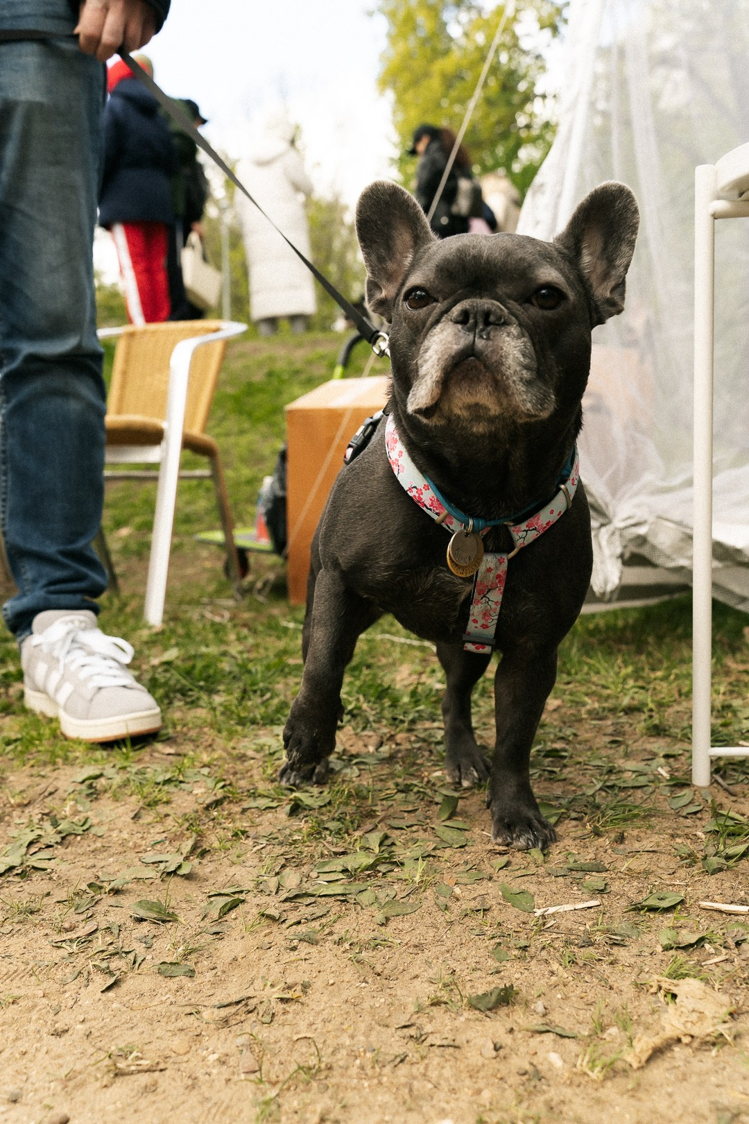 Парад Бульдогов. Axenov_eugene
