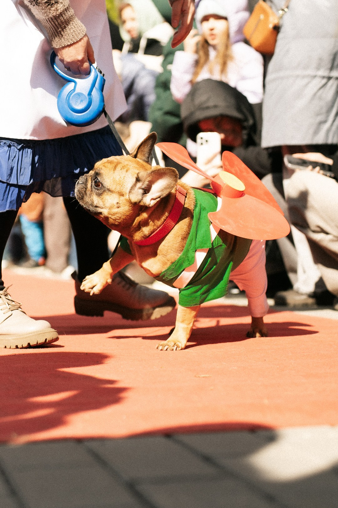 Парад Бульдогов. Axenov_eugene