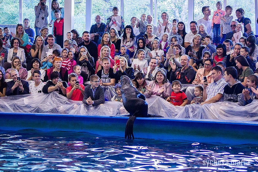 Дельфинарий. Детский и семейный фотограф, фотограф мероприятий Нижний Новгород