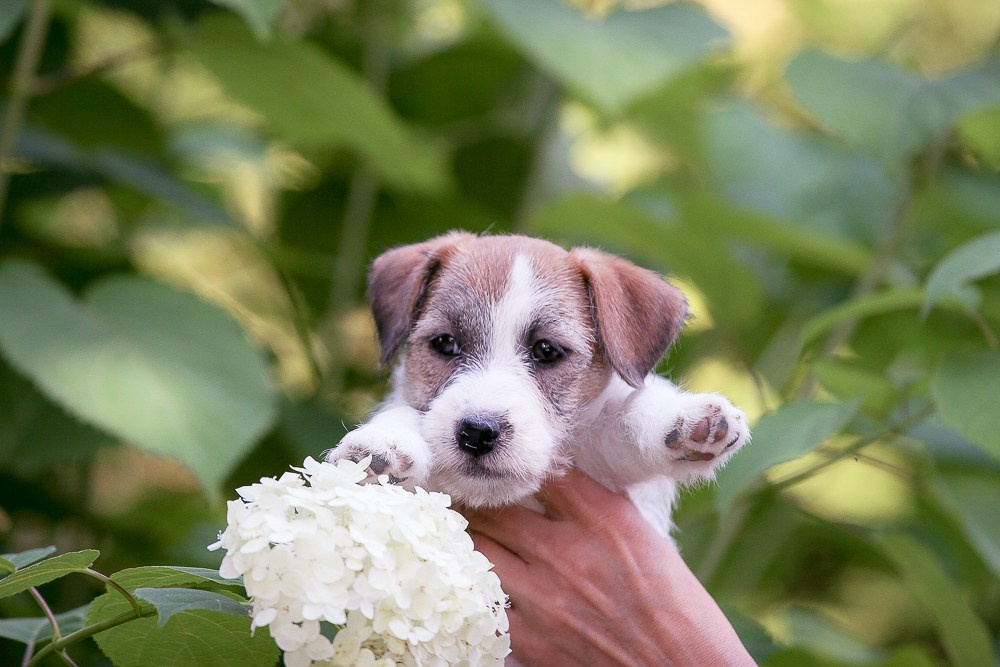 CANE MAESTRO RENDEZVOUS. CANE MAESTRO — kennel Jack Russell Terrier