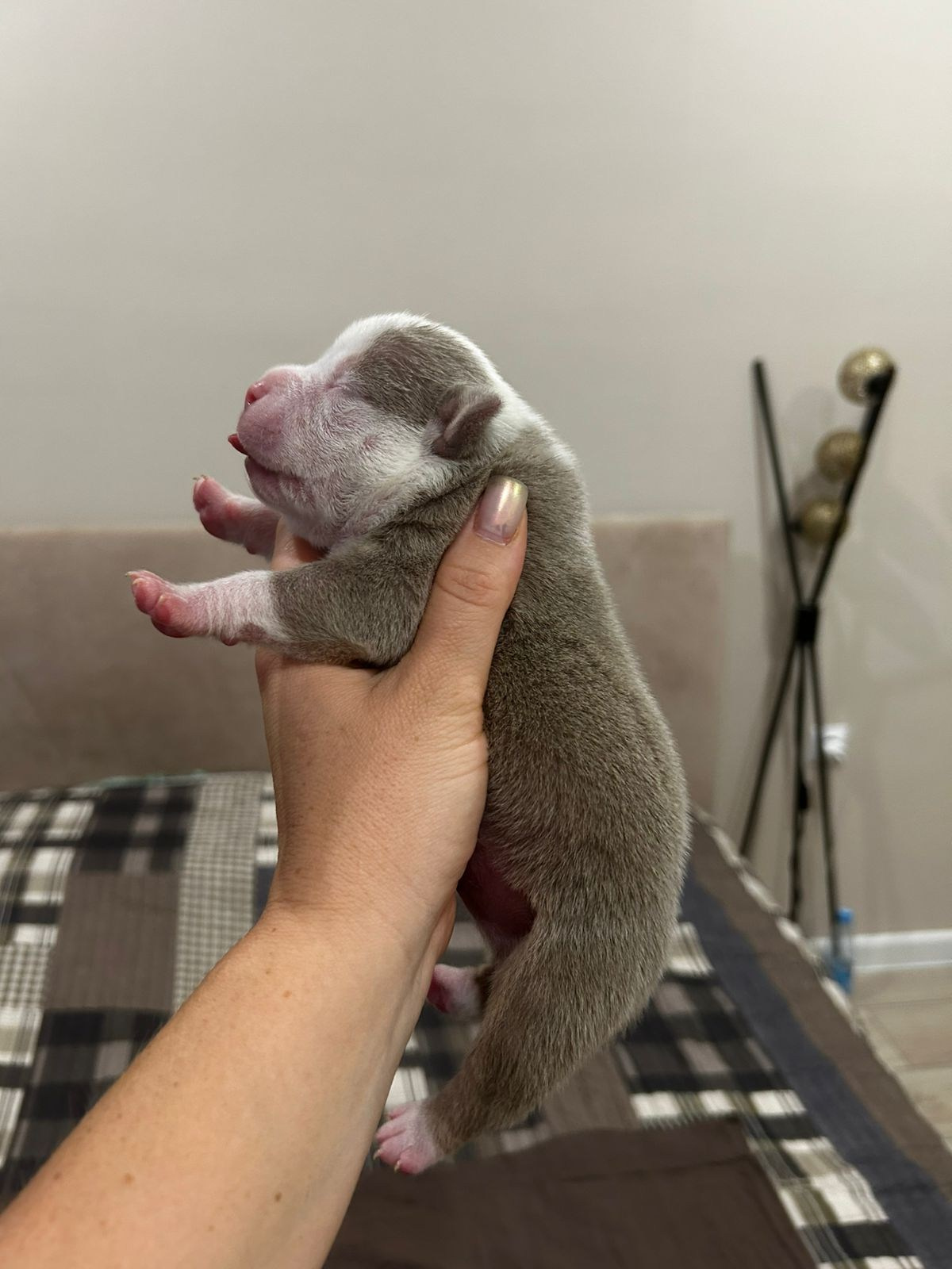 Помет Каспер и Айси. 07.08.25. Американский Булли в г. Ростов-на-Дону. Питомник THE POWER OF SIBERIA