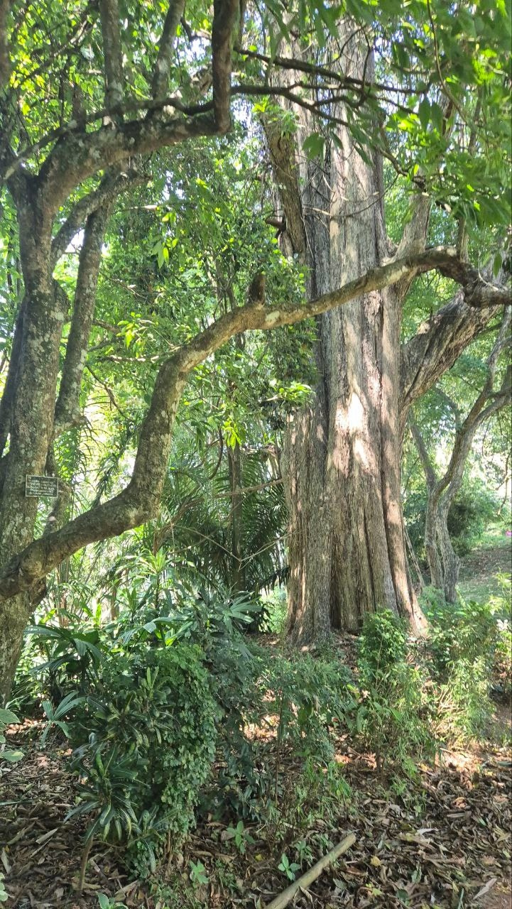 Шри-Ланка | 31.01 — 10.02.2025. Галерея Фантим