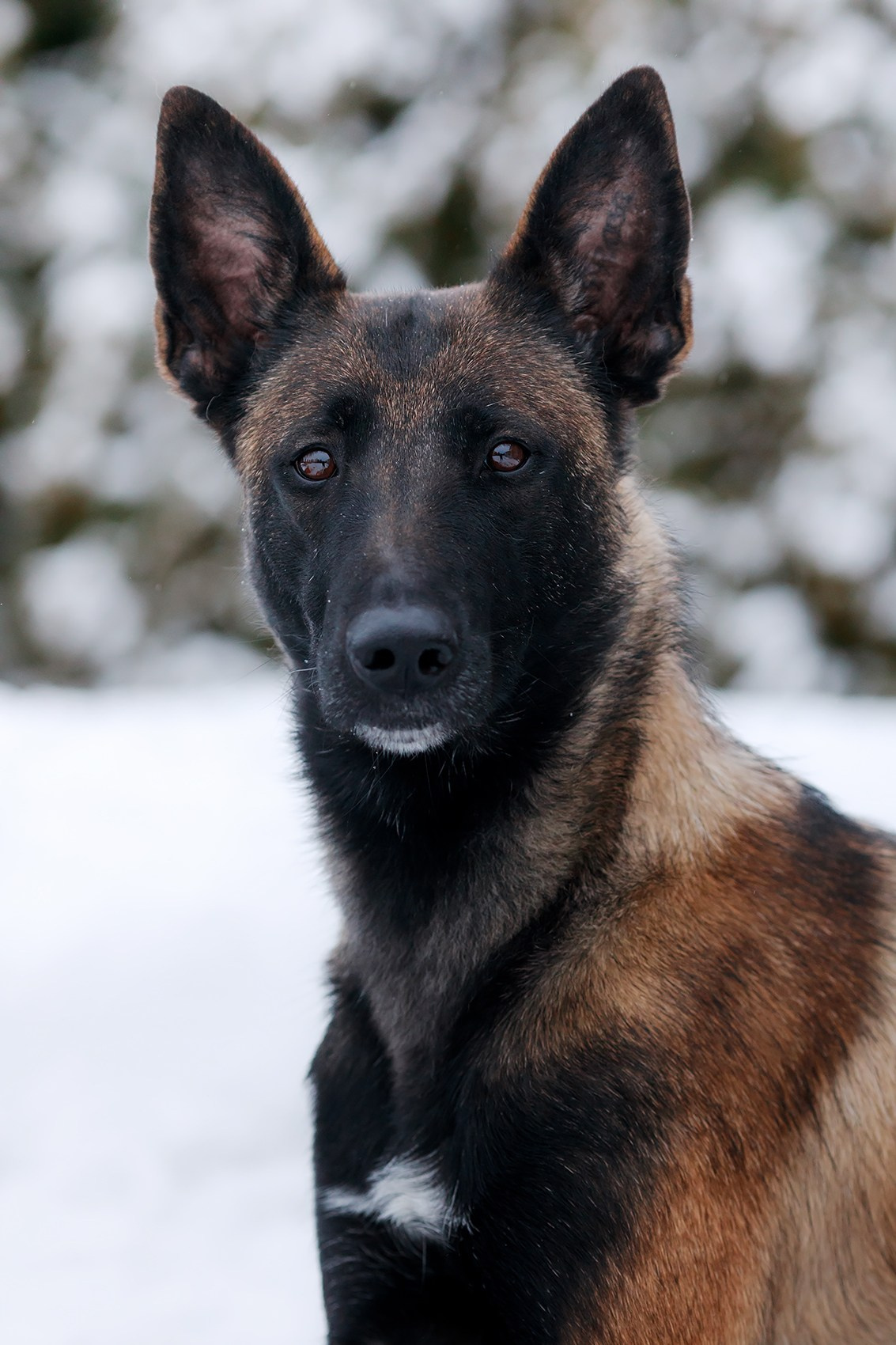 Зимние портреты. Фотограф-анималист Mary Mart — Москва, Питер