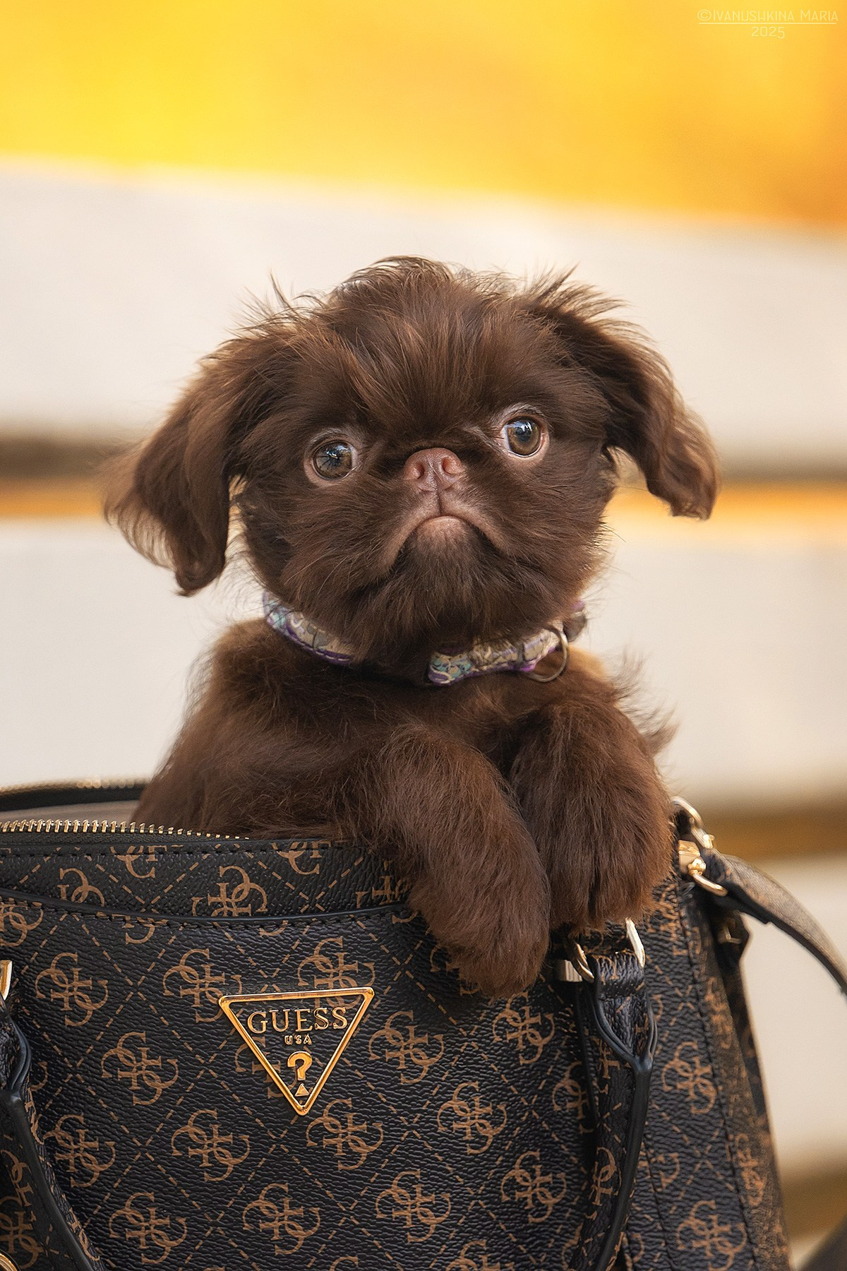 Фотосессия щенков на продажу. Фотограф собак в Москве и Московской области Иванушкина Мария