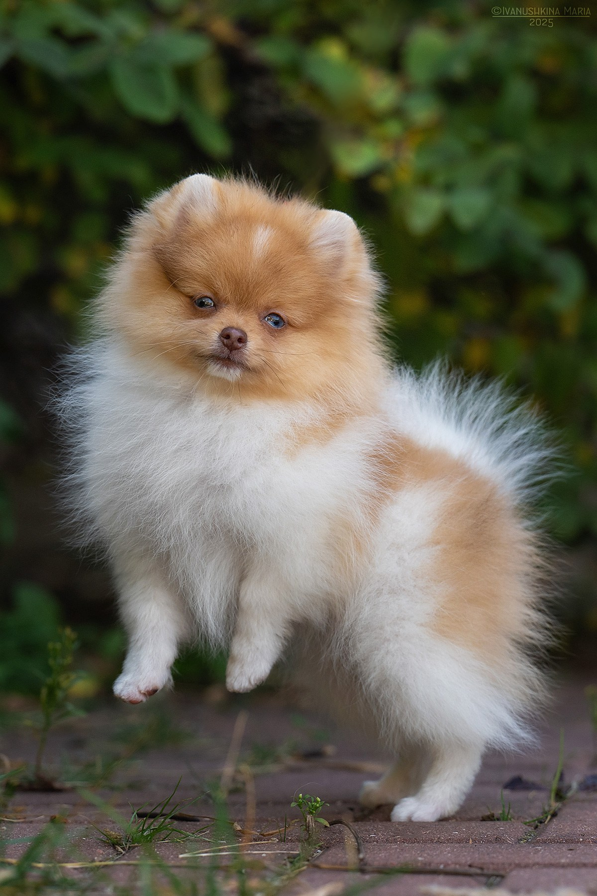 Фотосессия щенков на продажу. Фотограф собак в Москве и Московской области Иванушкина Мария