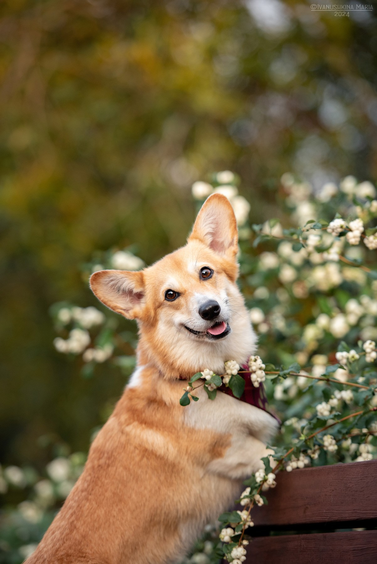Фотограф-анималист. Фотограф собак в Москве и Московской области Иванушкина Мария