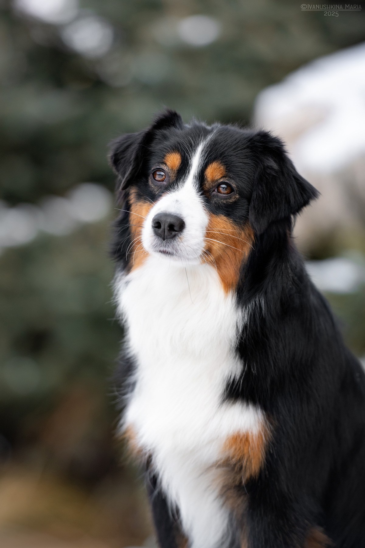 Экстерьерная фотосессия собаки. Фотограф собак в Москве и Московской области Иванушкина Мария