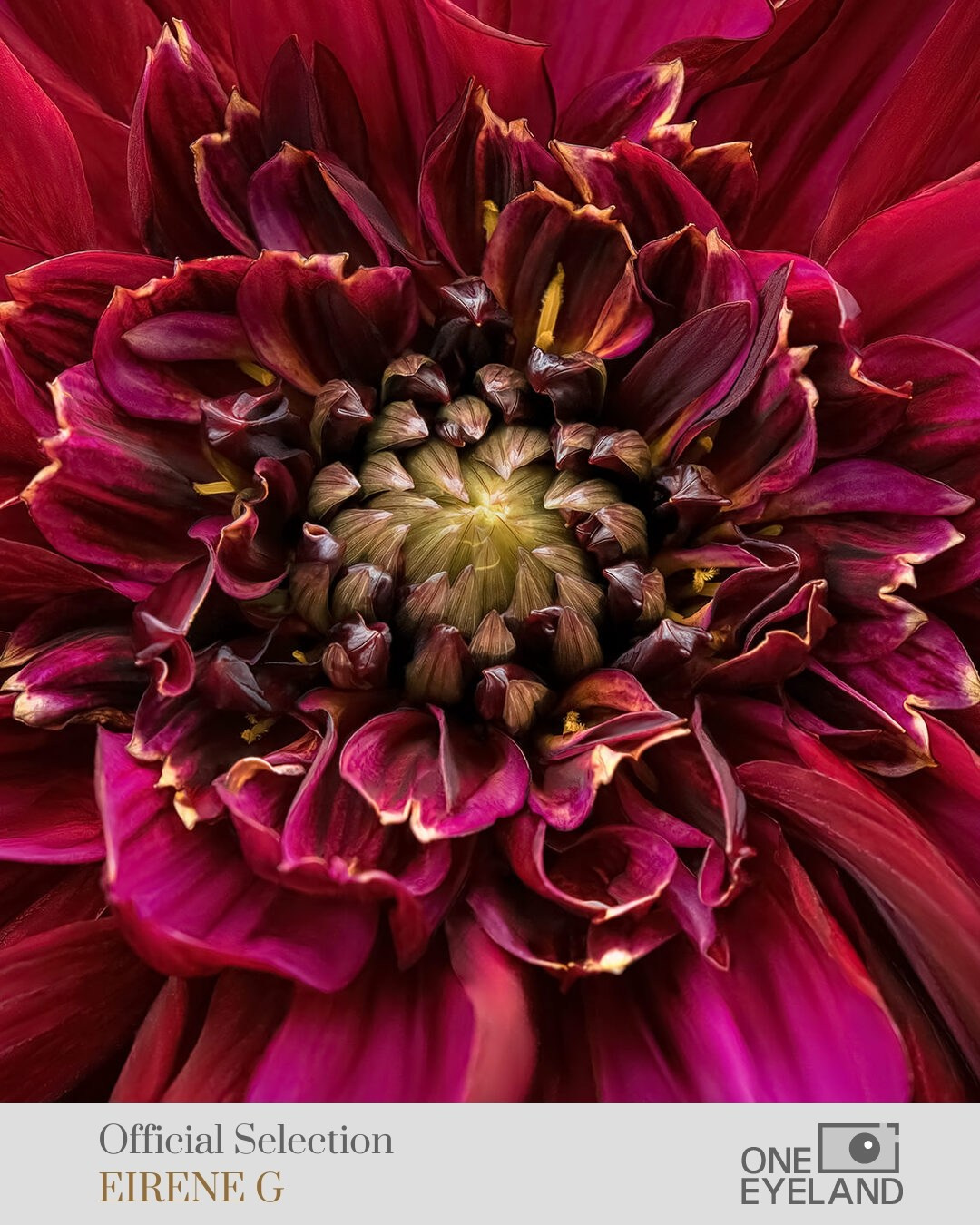 ONEEYELAND GALLERY. Eirene G |  Photoartist | Flowers from my garden