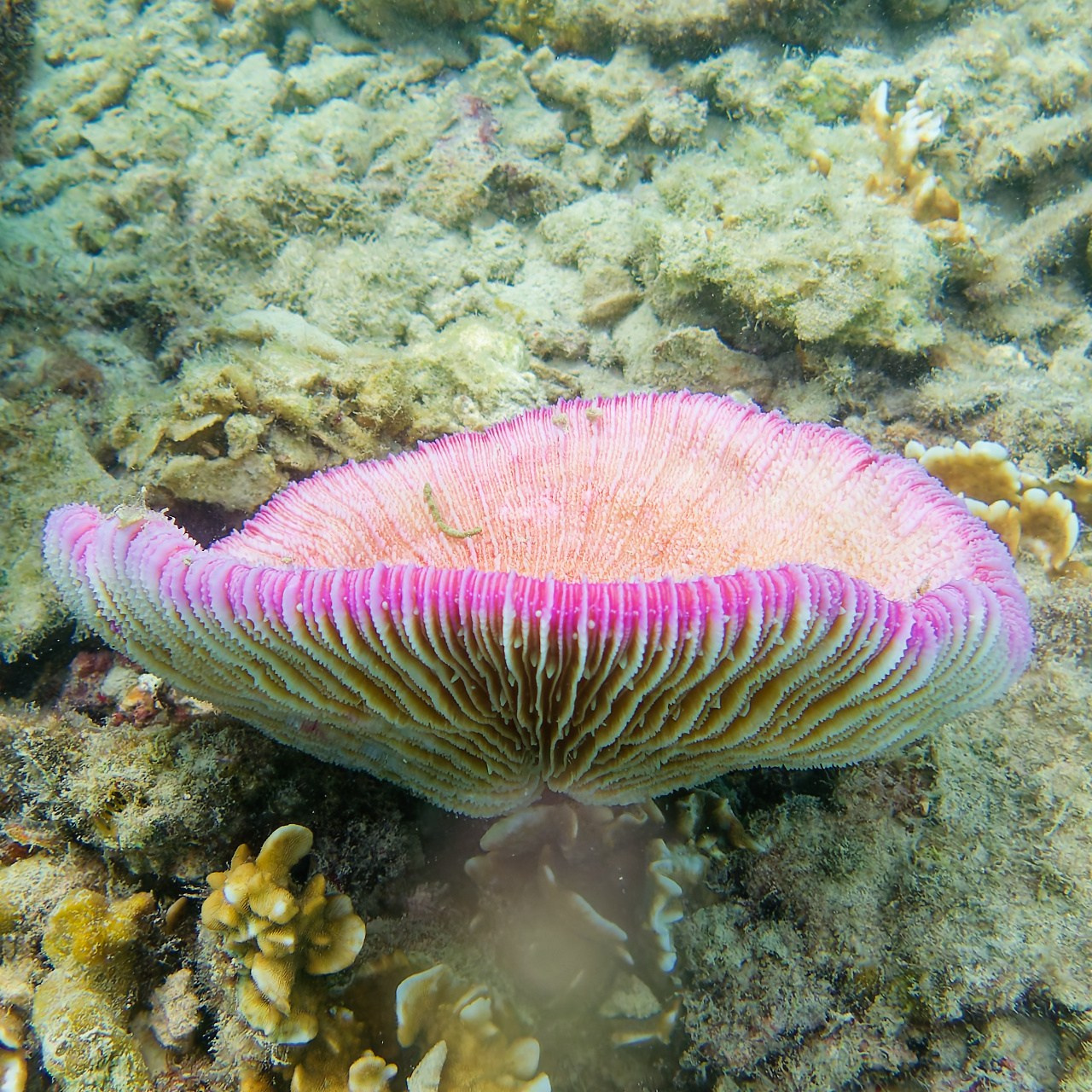 Мне посмотреть. Рыбов показываю