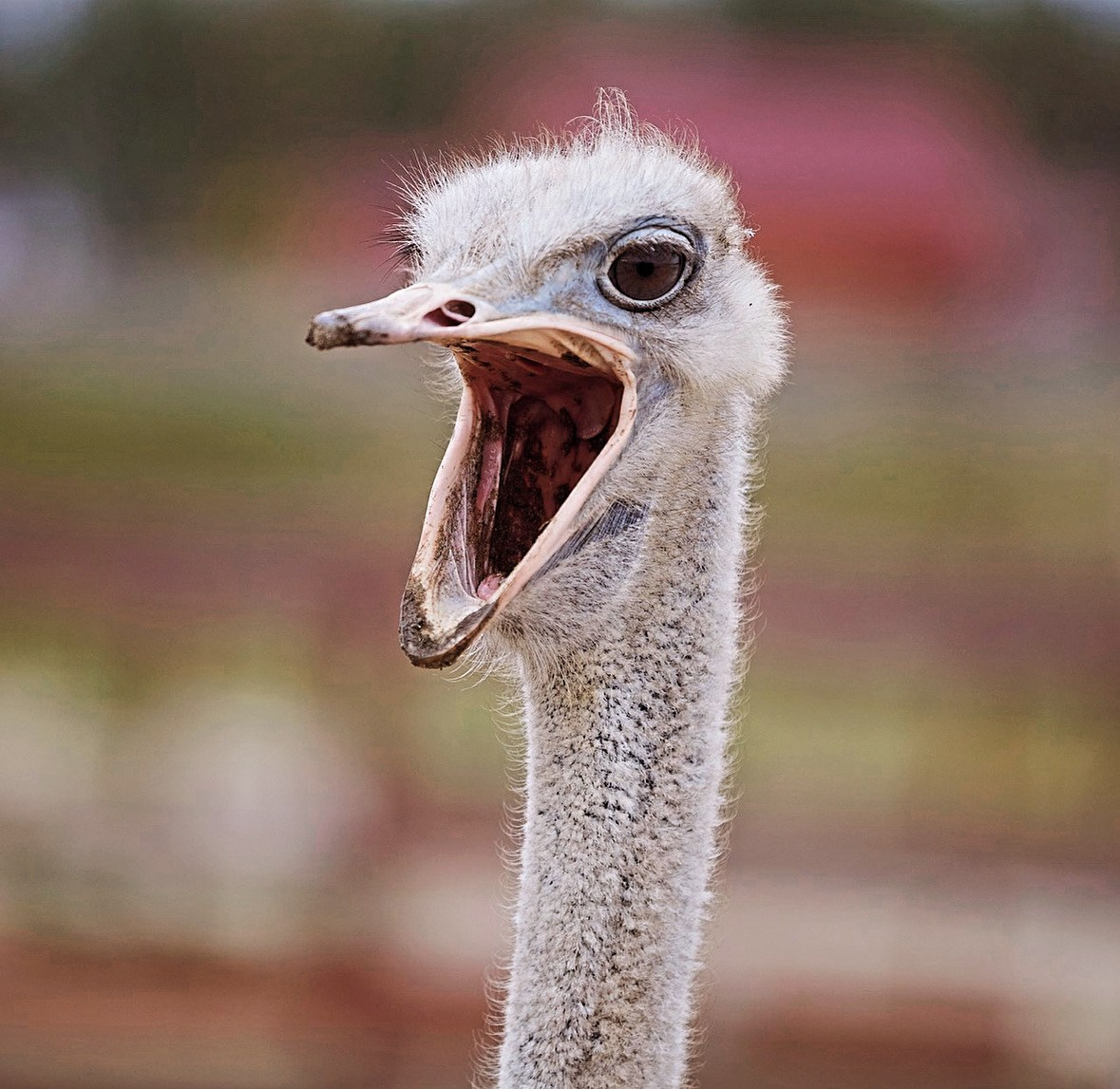 На ферме. Главная