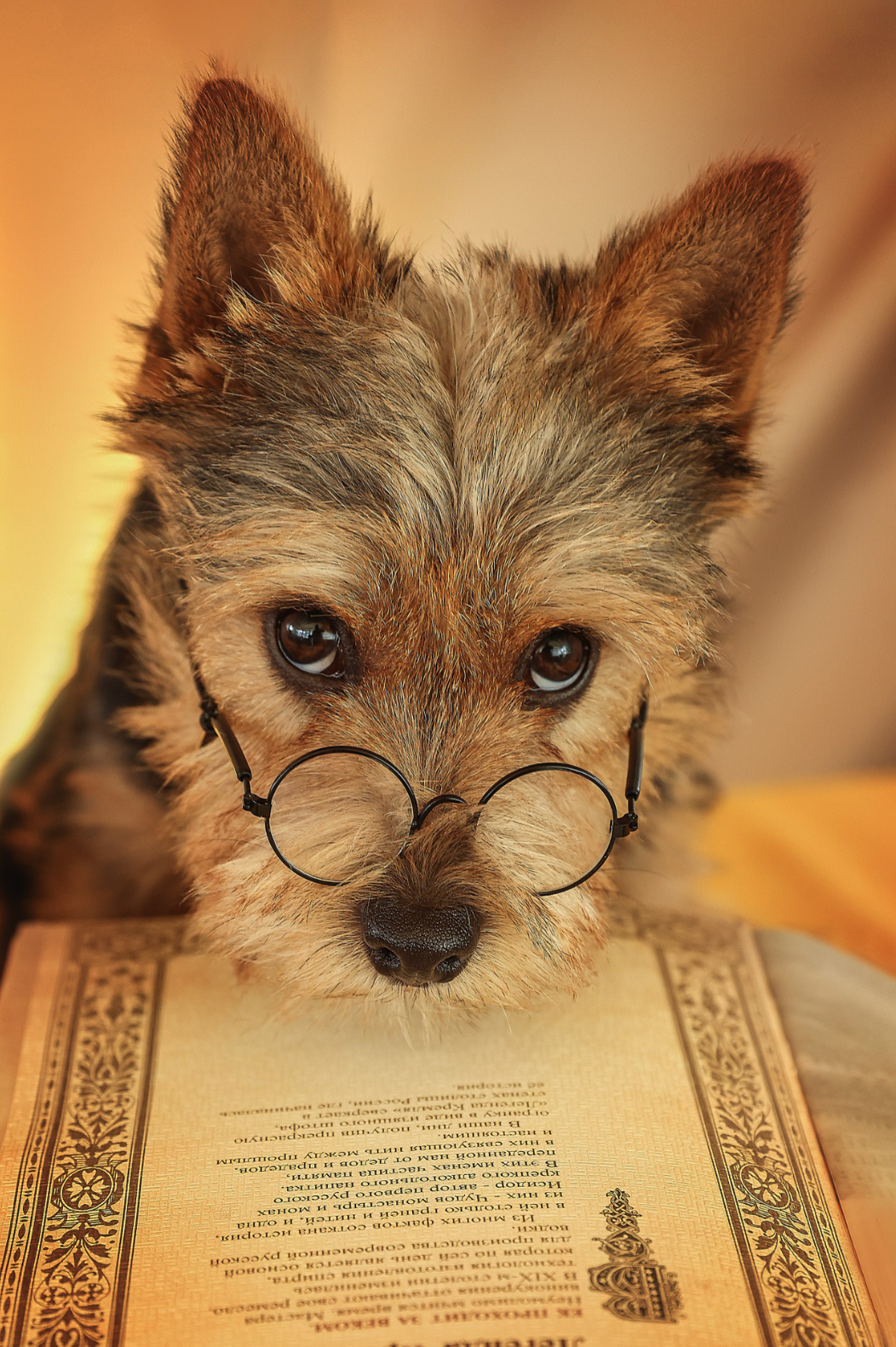 Курсы на фотографа-анималиста