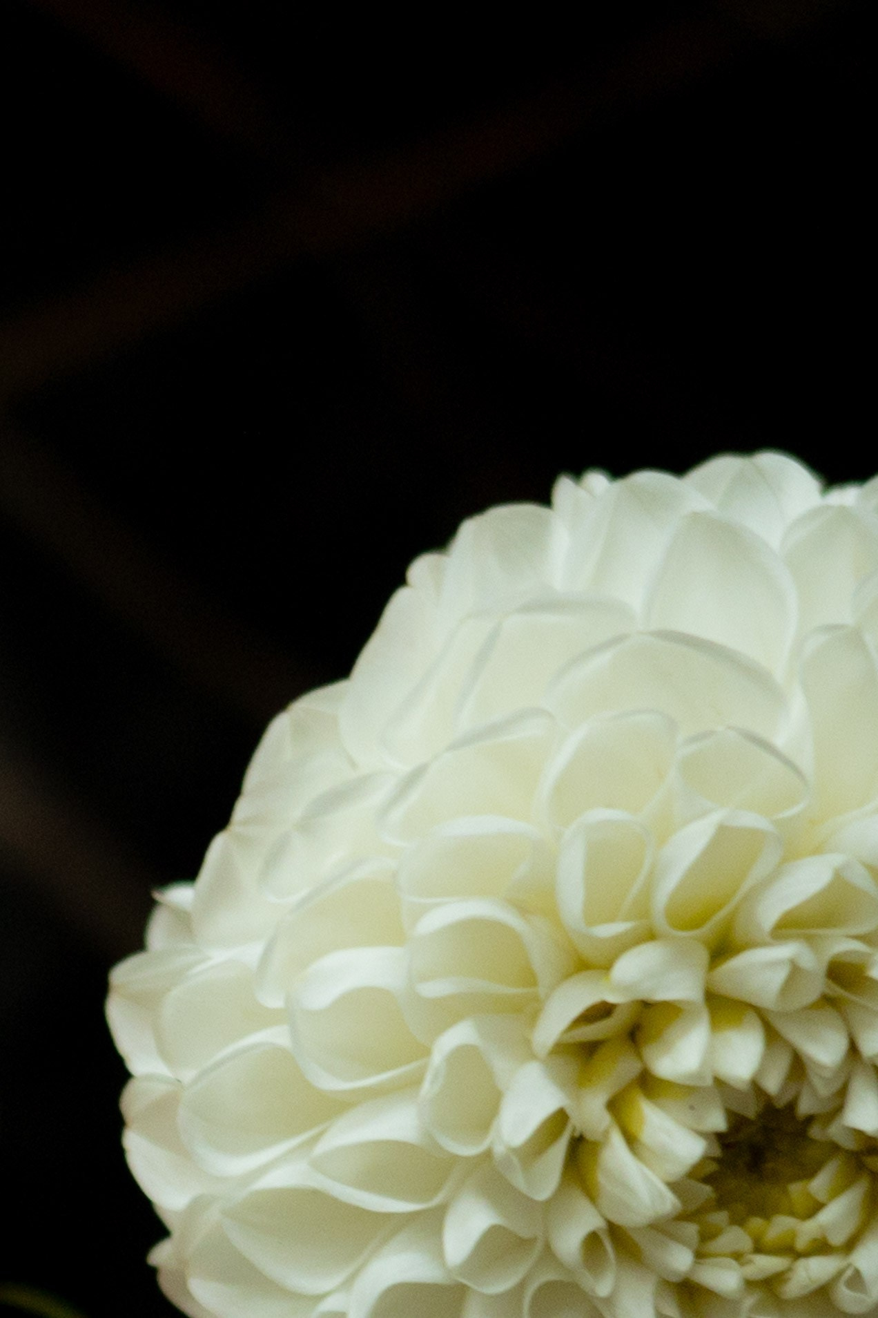 Алина & Николай. Оформление свадеб, декор свадеб Вера Маркова, Москва