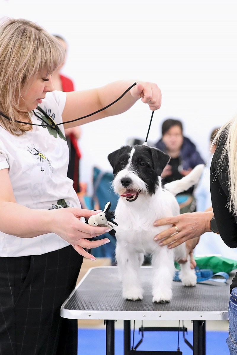 Port Fortis Play Boy