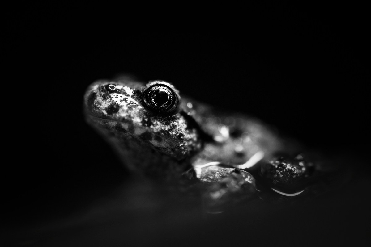 Природа. Глеб Захаренко — спортивный и репортажный фотограф в Крыму