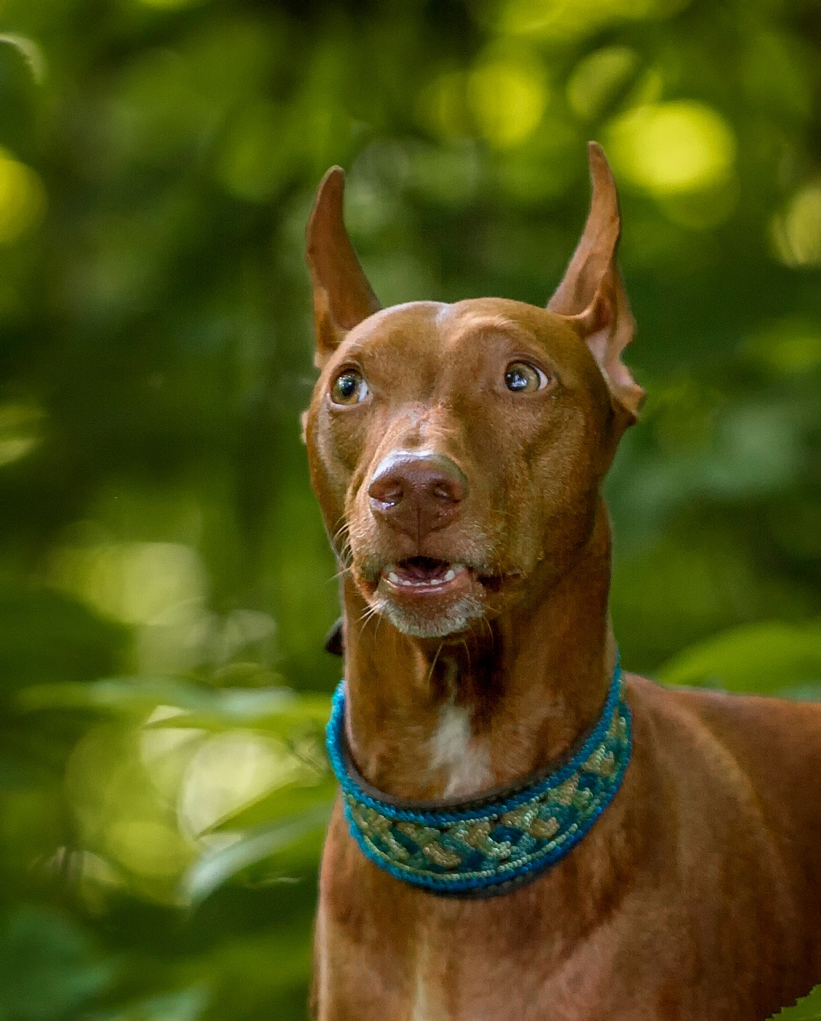 Собаки. Портретная и свадебная фотосъемка. Москва и область