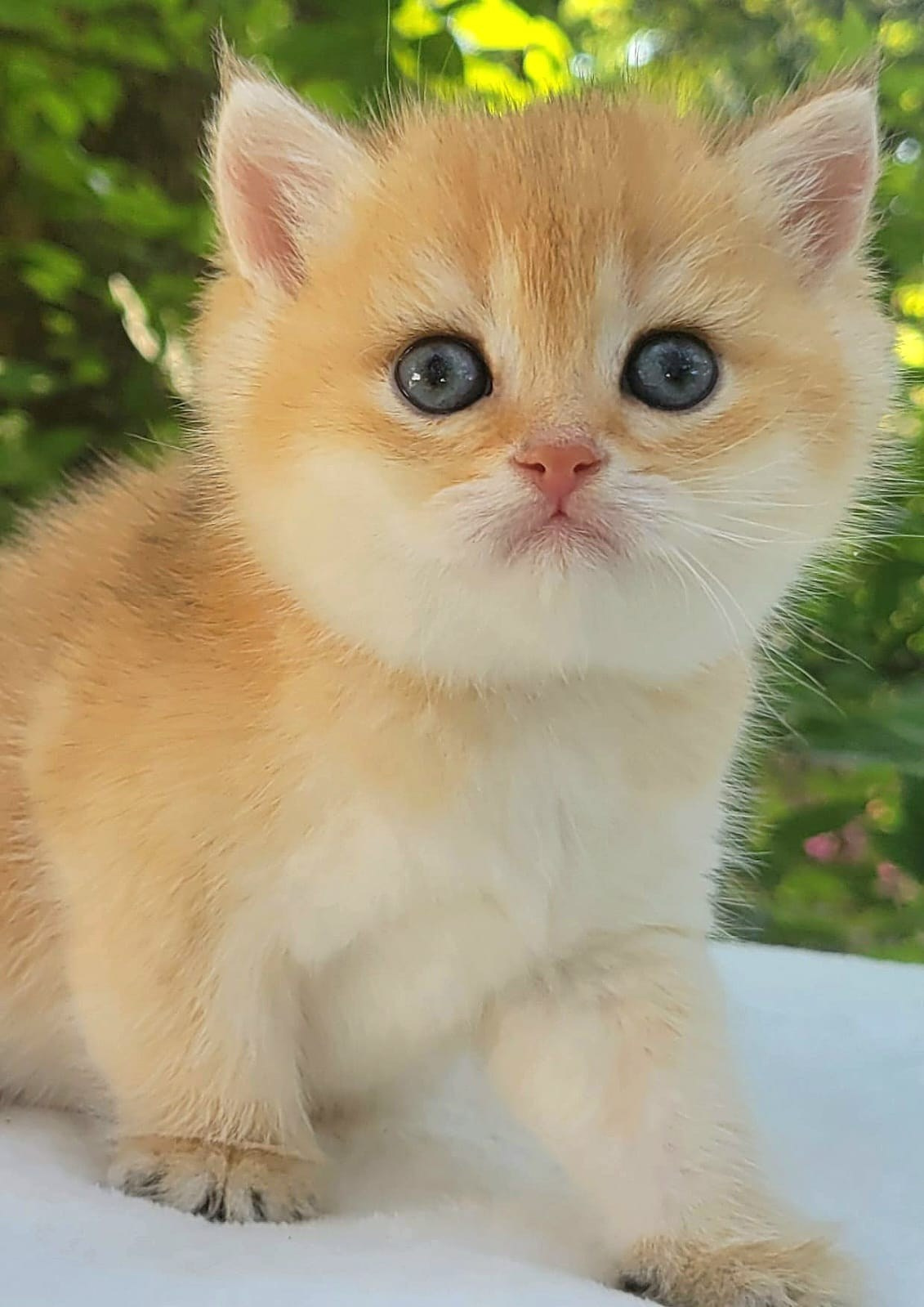 Kity, male, DB 05.04.24, sold. British shorhair Cats