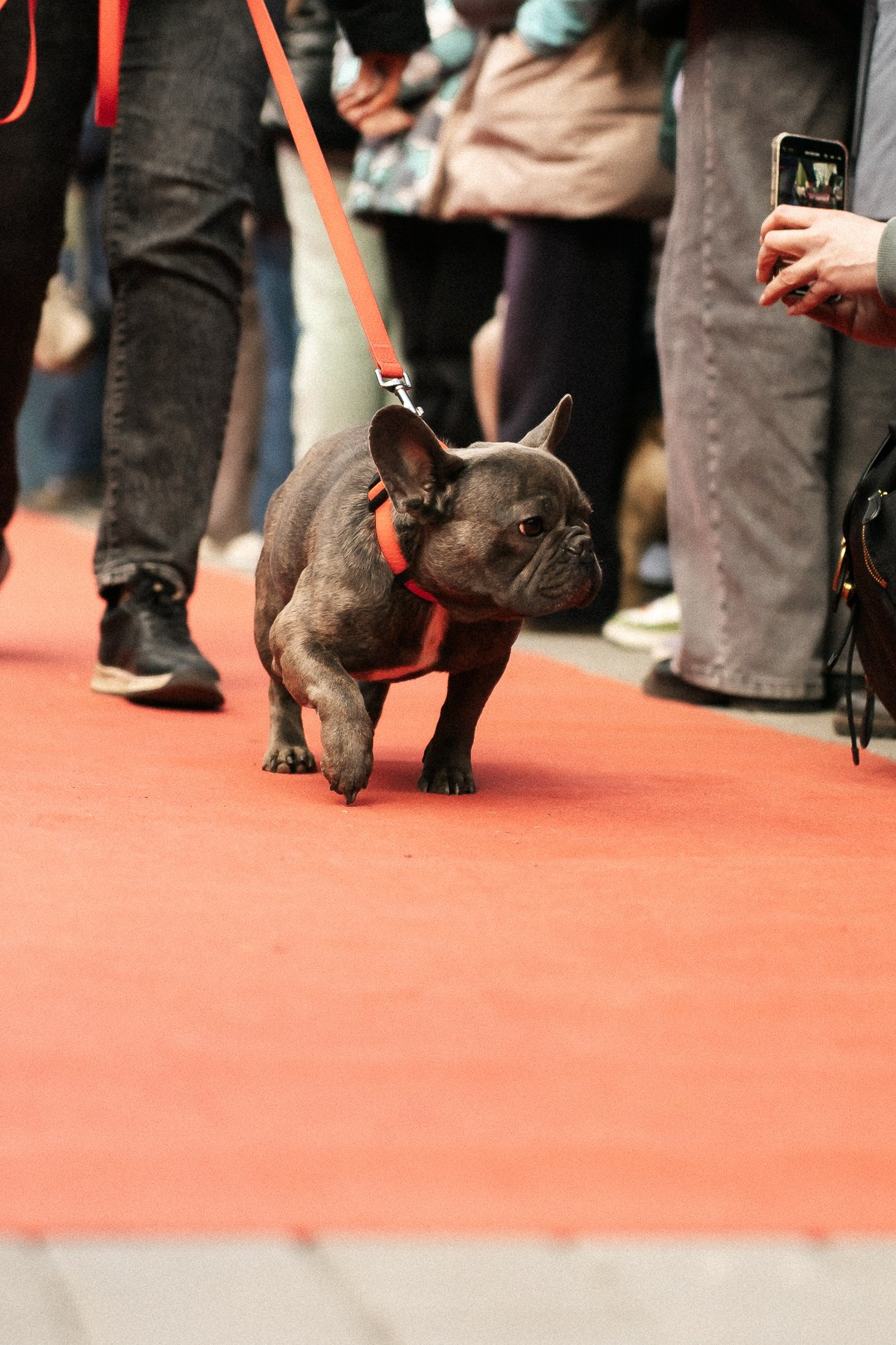 Парад Бульдогов. Axenov_eugene