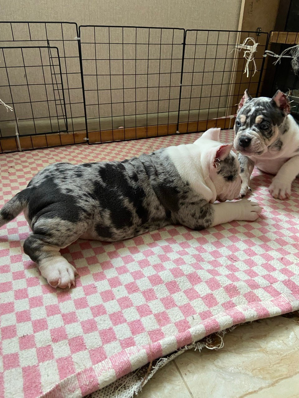 Свободные щенки Американский Булли, в типах покет, классик, стандарт. Американский Булли в г. Ростов-на-Дону. Питомник THE POWER OF SIBERIA