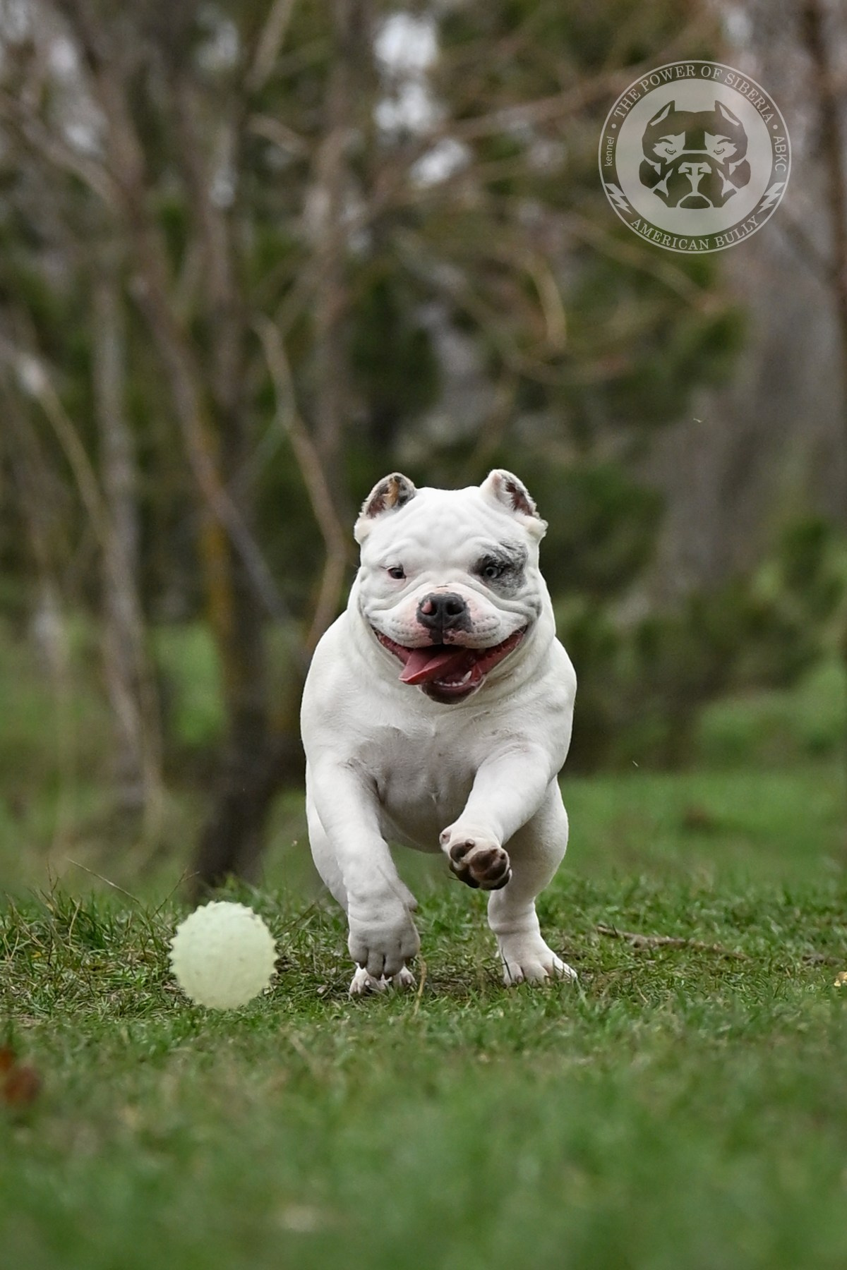 THE POWER OF SIBERIA ASYA. Американский Булли в г. Ростов-на-Дону. Питомник THE POWER OF SIBERIA