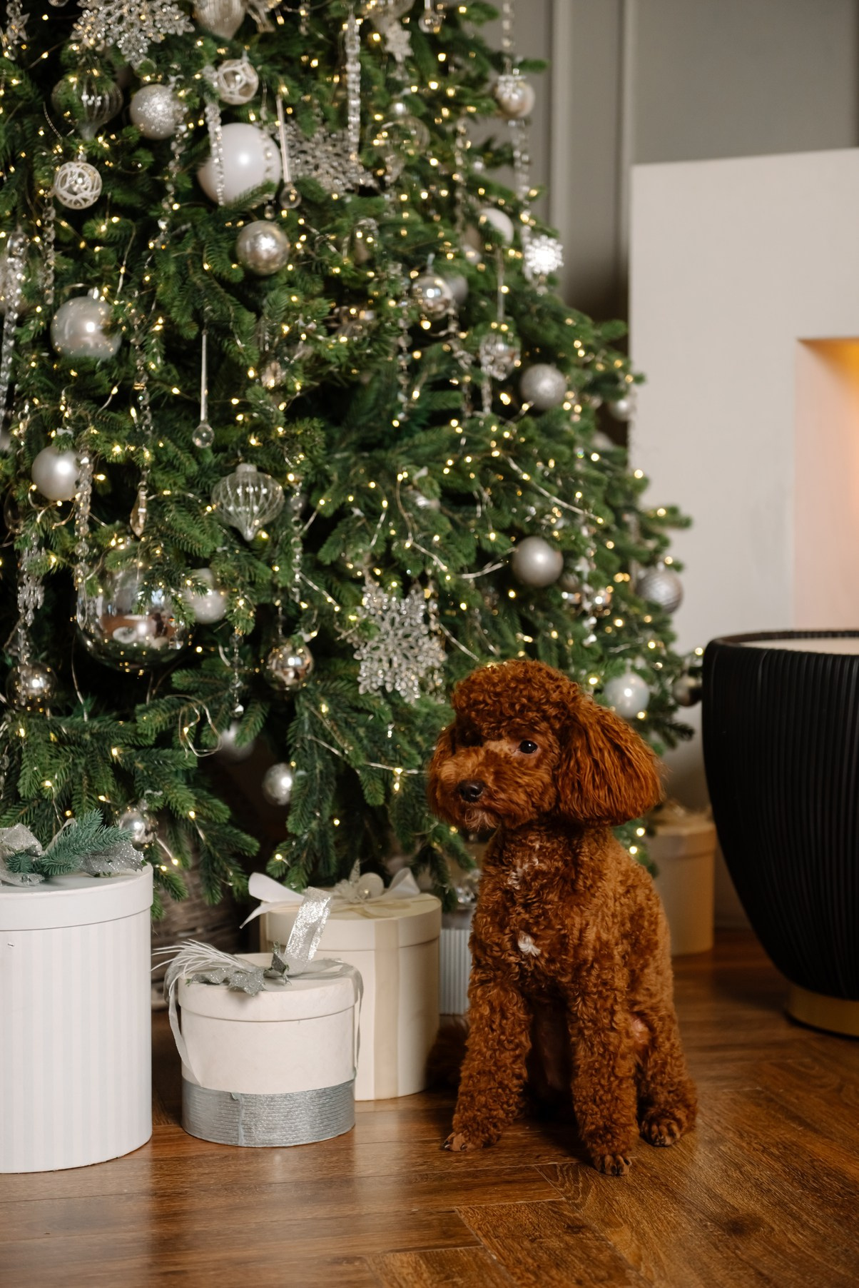 Индивидуальная. Саша с собачкой. Свадебный и сеейный фотограф в Санкт-Петербурге Елена Худякова