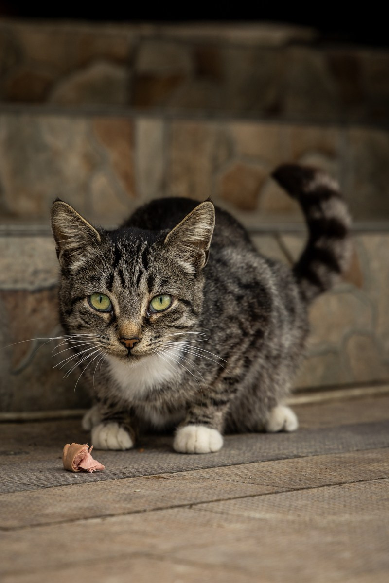 Животные. Photomantis