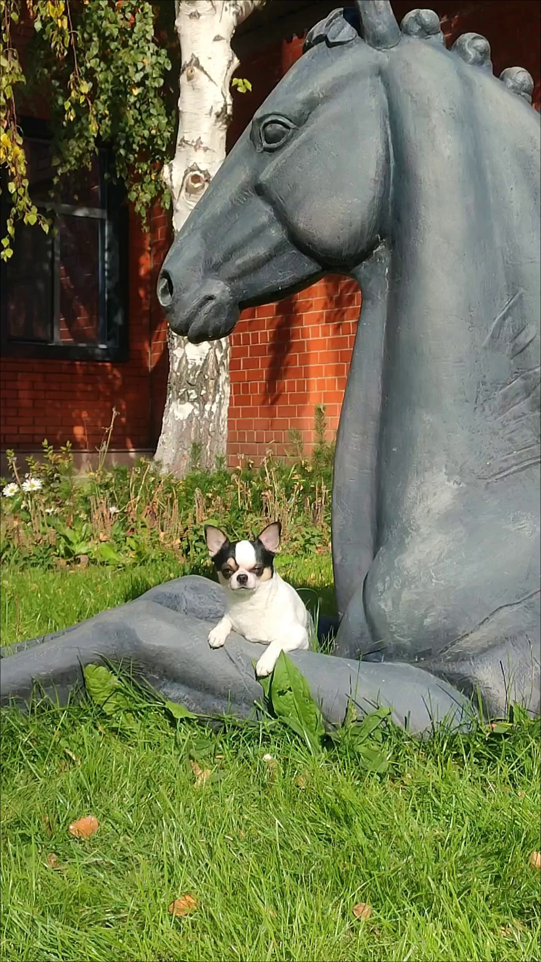 20-21/09.2025 КАЗАХСТАН г. Астана. Фотограф анималист Елена Галдина г. Красноярск