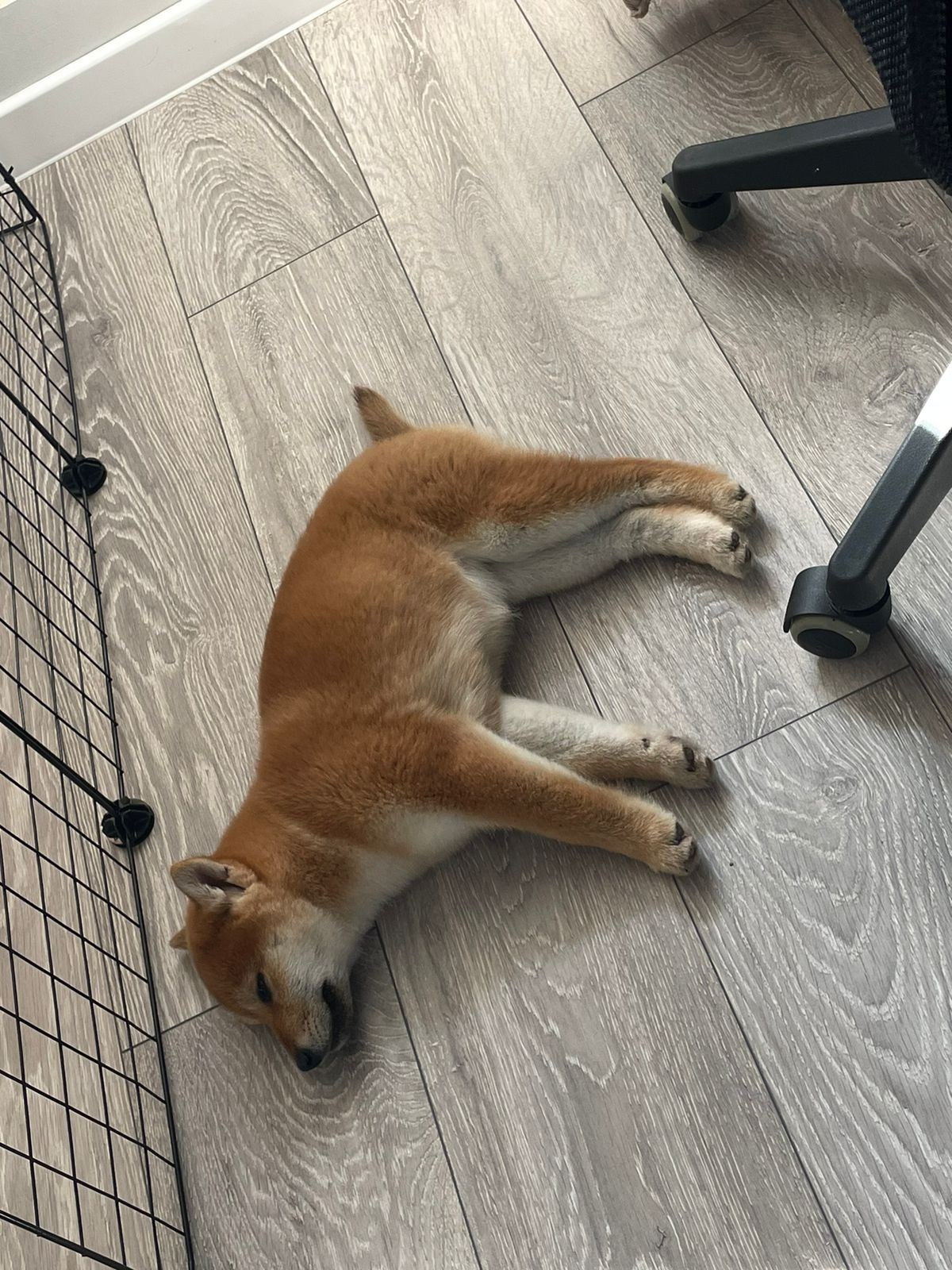 Сиба Rubylight Emma питомник Рубилайт 