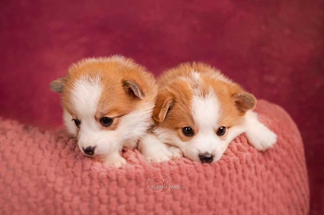 Щенки вельш корги пемброк из питомника. Питомник собак Акита, Хаски, Корги