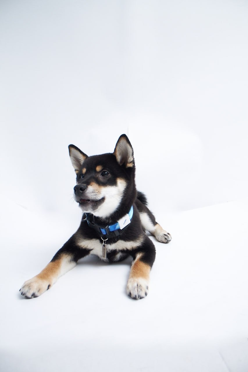 Фотосессия для сайта Ветеринарной клиники. Персональный и коммерческий фотограф в Тюмени Полина Лапардина