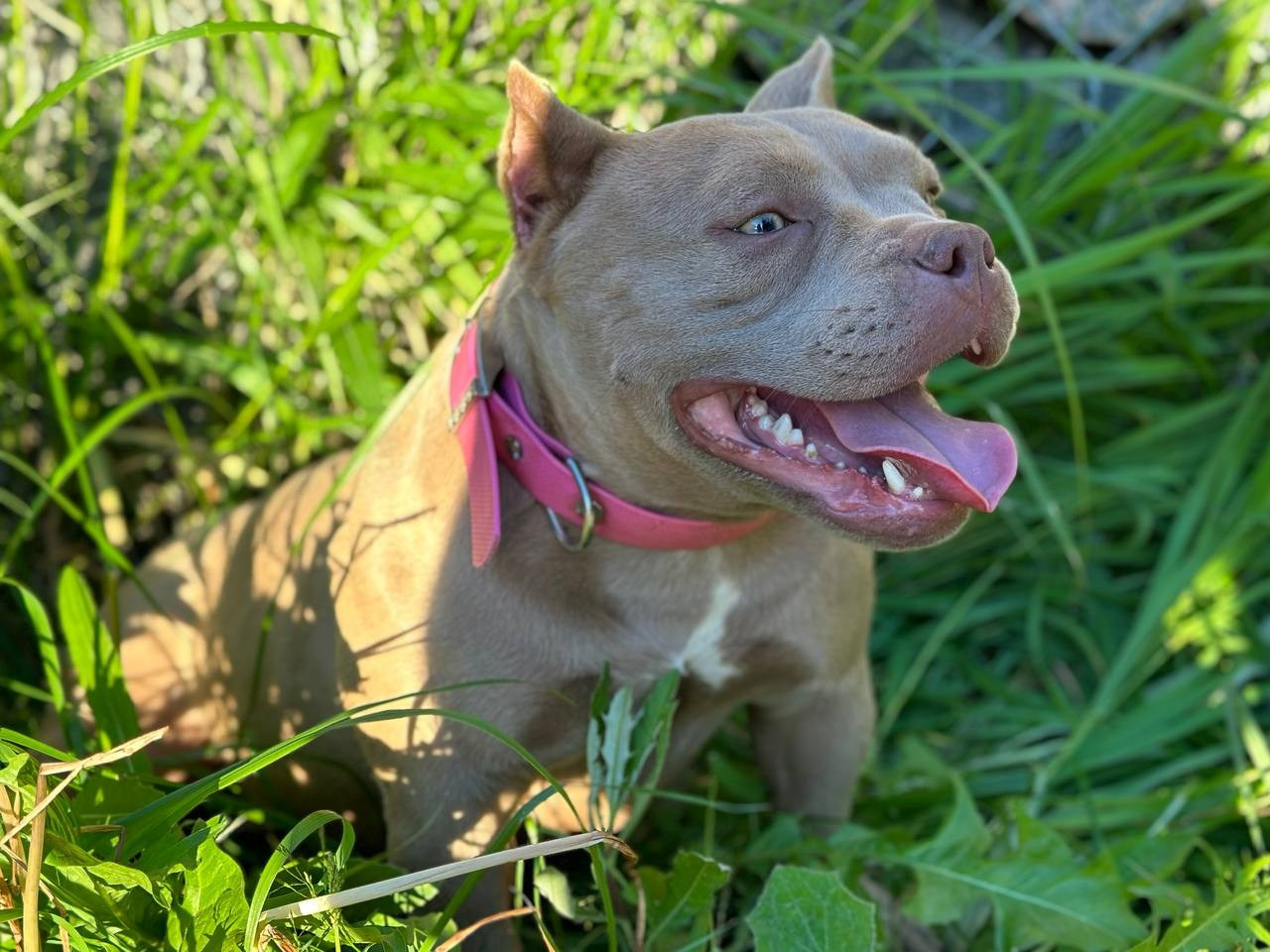 Minie Mouse. Питомник американских булли Bounty Pride Bully