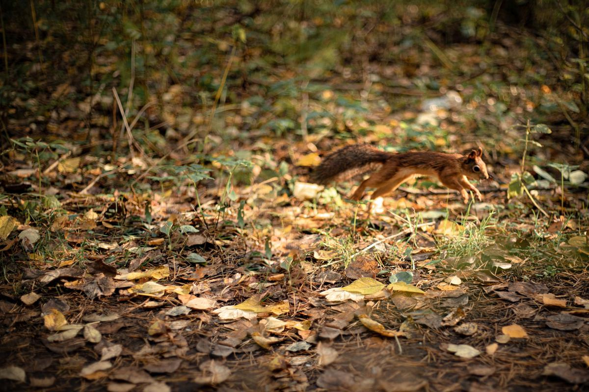 Черняевский лес «Золотые пески». Осень 2020. Ирина с сыновьями. Фотограф Пермь. Свадьбы. Семья и дети, школа, д. сад. Фотокниги