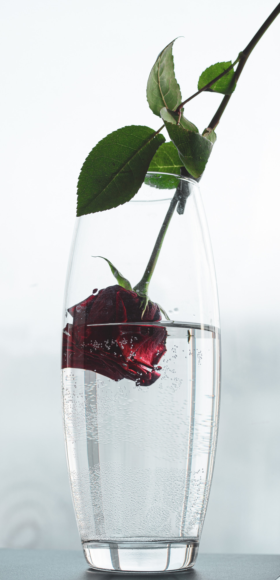 Фото цветов. Роза