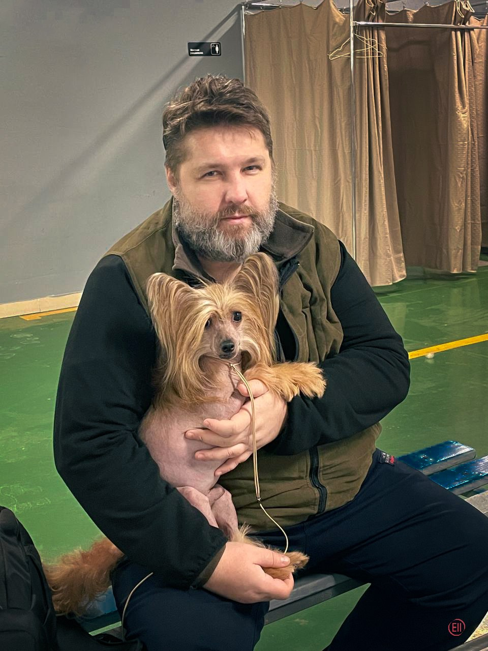 Праздник породы «Яркий мир китайских хохлатых собак». Питомник китайских хохлатых собак Poale Ell: купить щенка