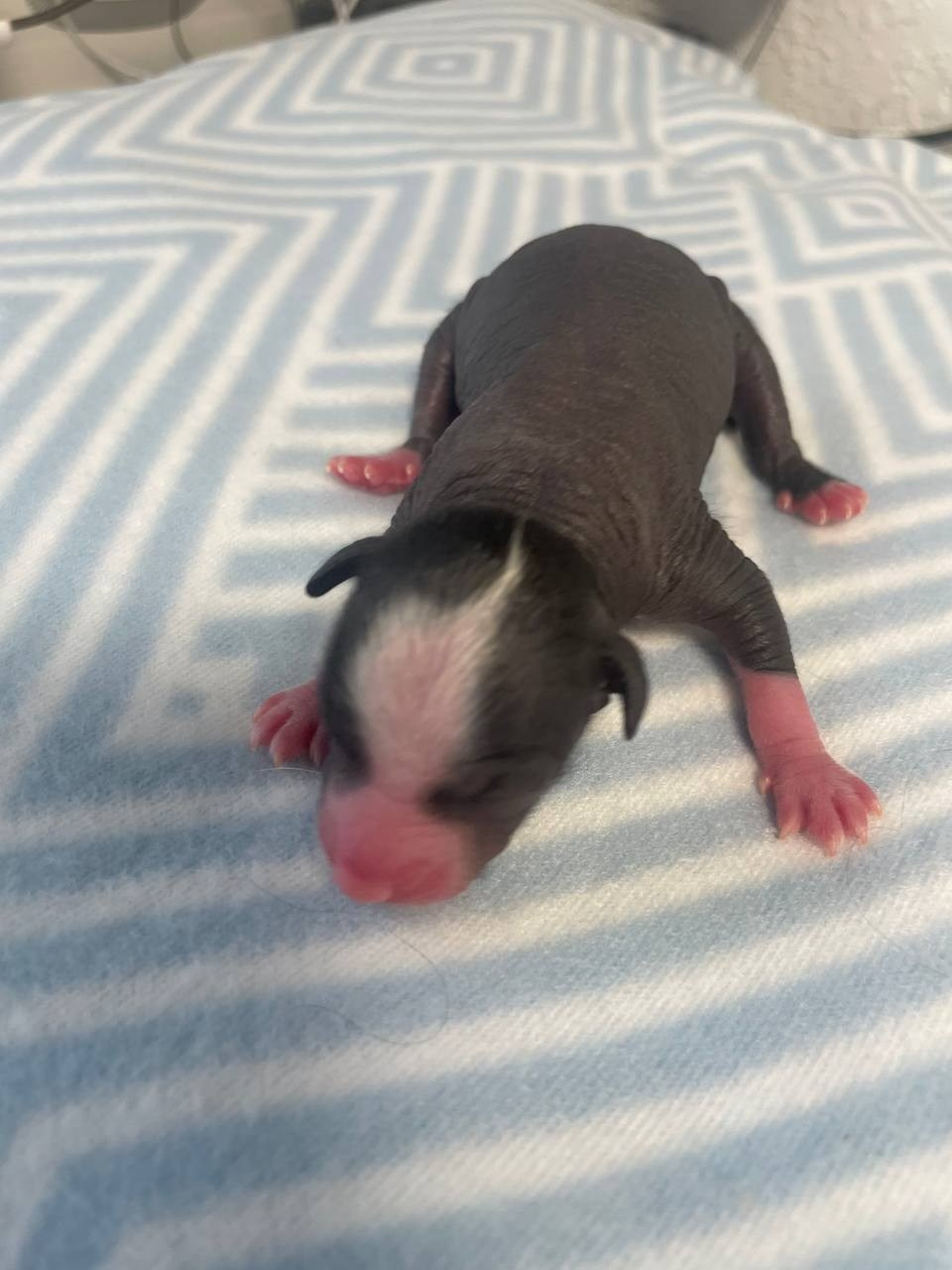 D3 День Рождения