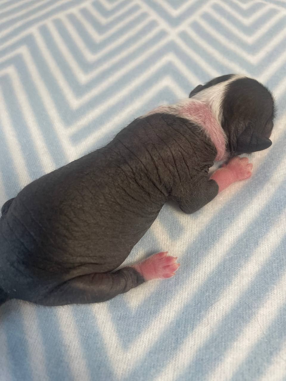 D2 День Рождения