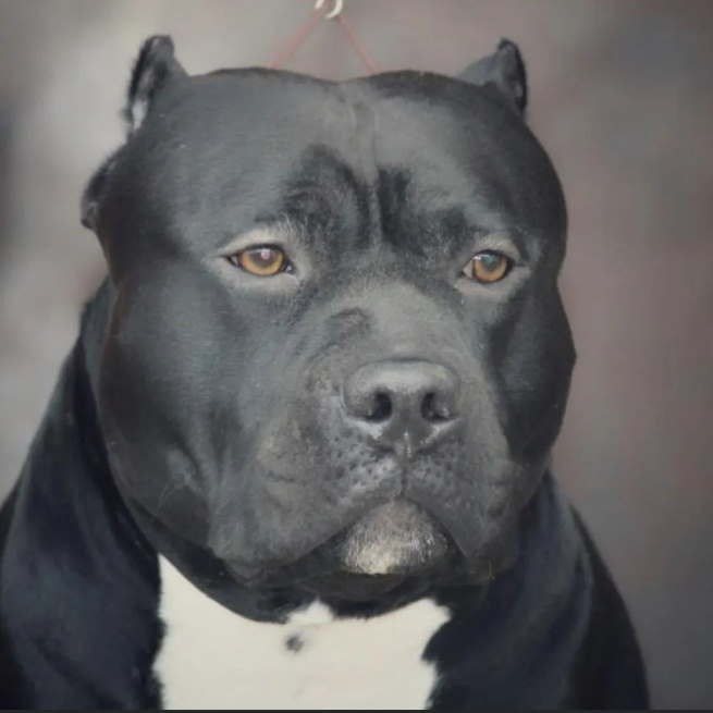 Серьезный черный булли 