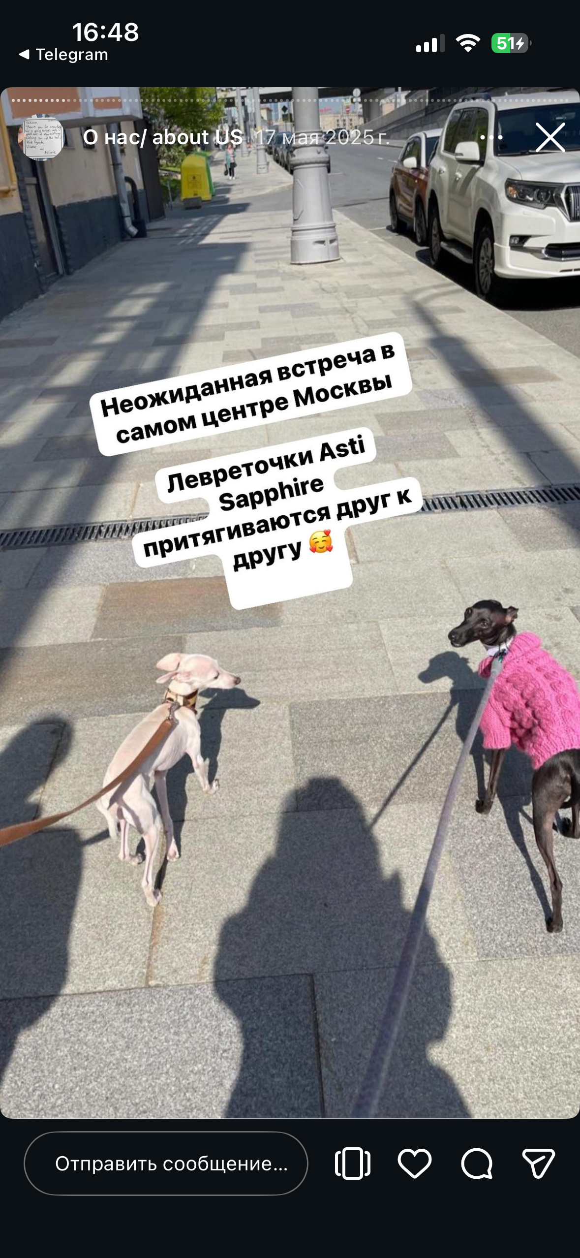 Отзывы от наших любимых владельцев. Профессиональный питомник левреток РКФ/FCI ASTI SAPPHIRE 💎 Сочи|Санкт-Петербург