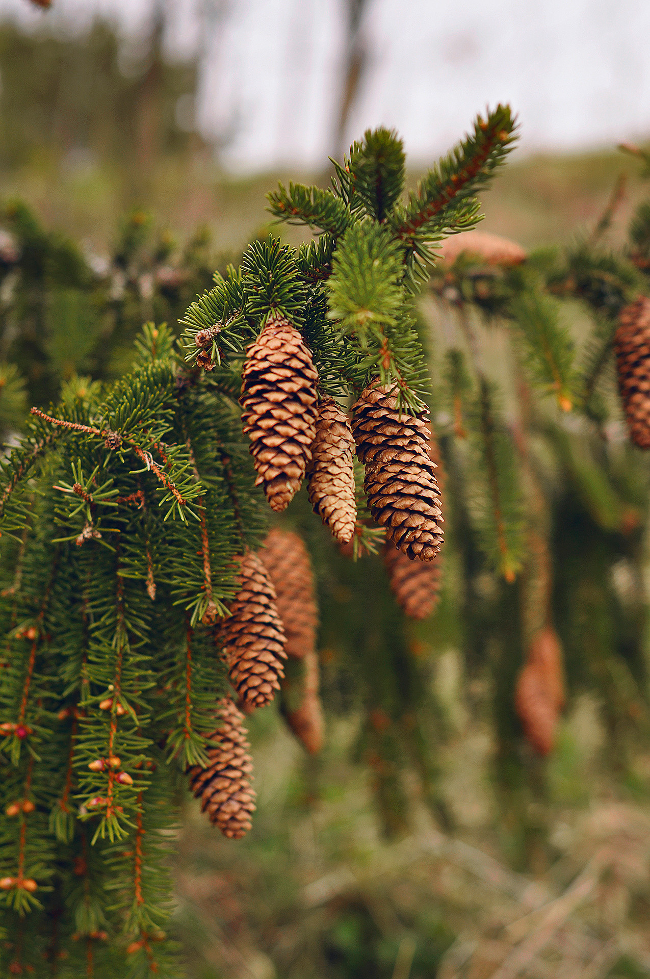 Landscape фото. Фотограф и художник Kerry Moore