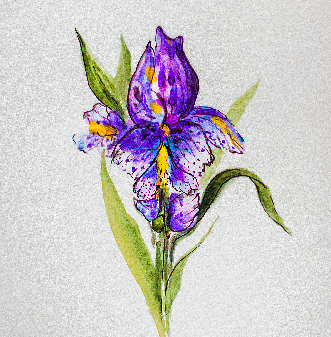 Акварельная картина Ирис фиолетовый на светлом фоне
